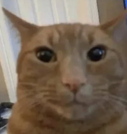 Cat 5