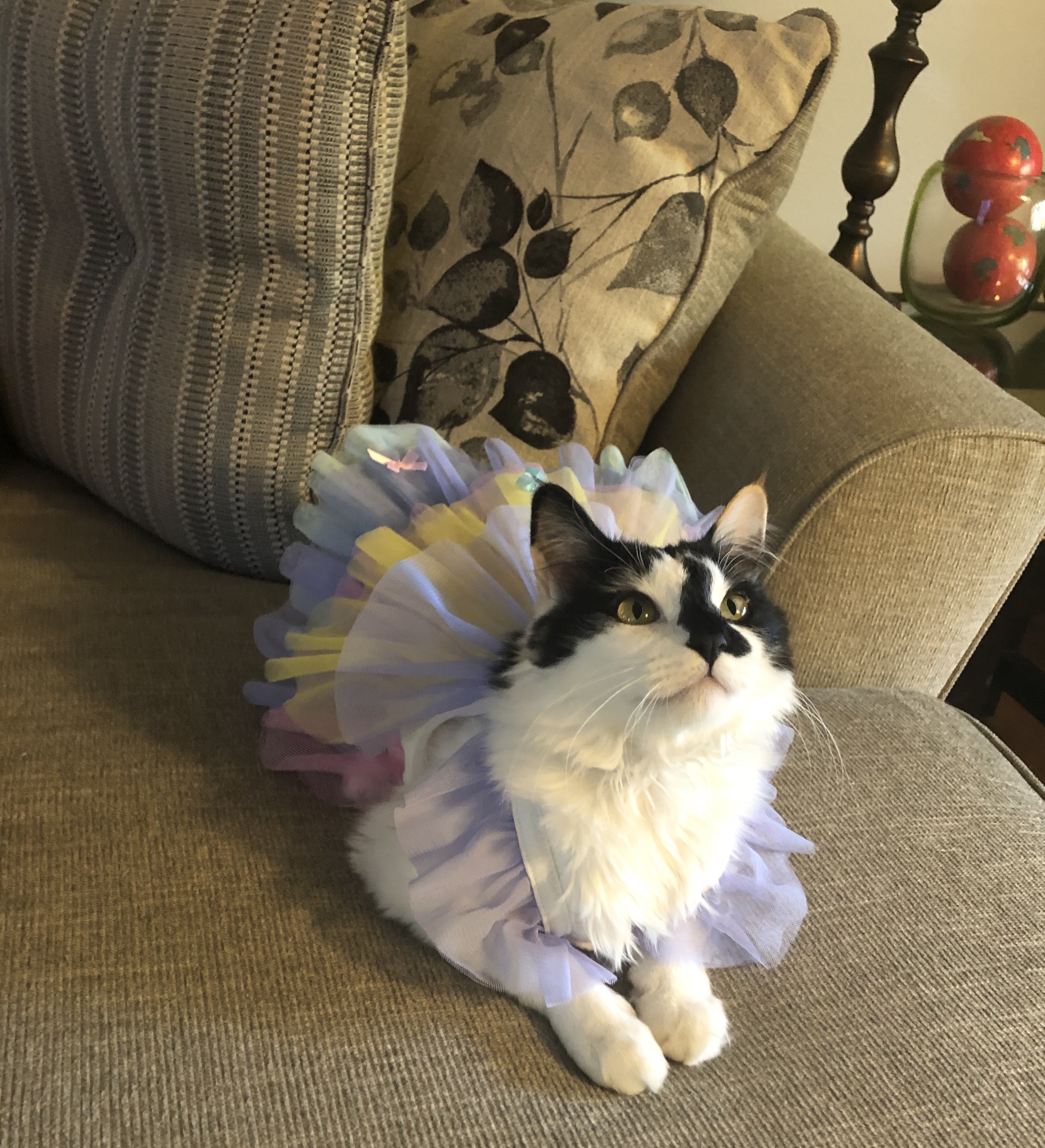 Cat 4 again