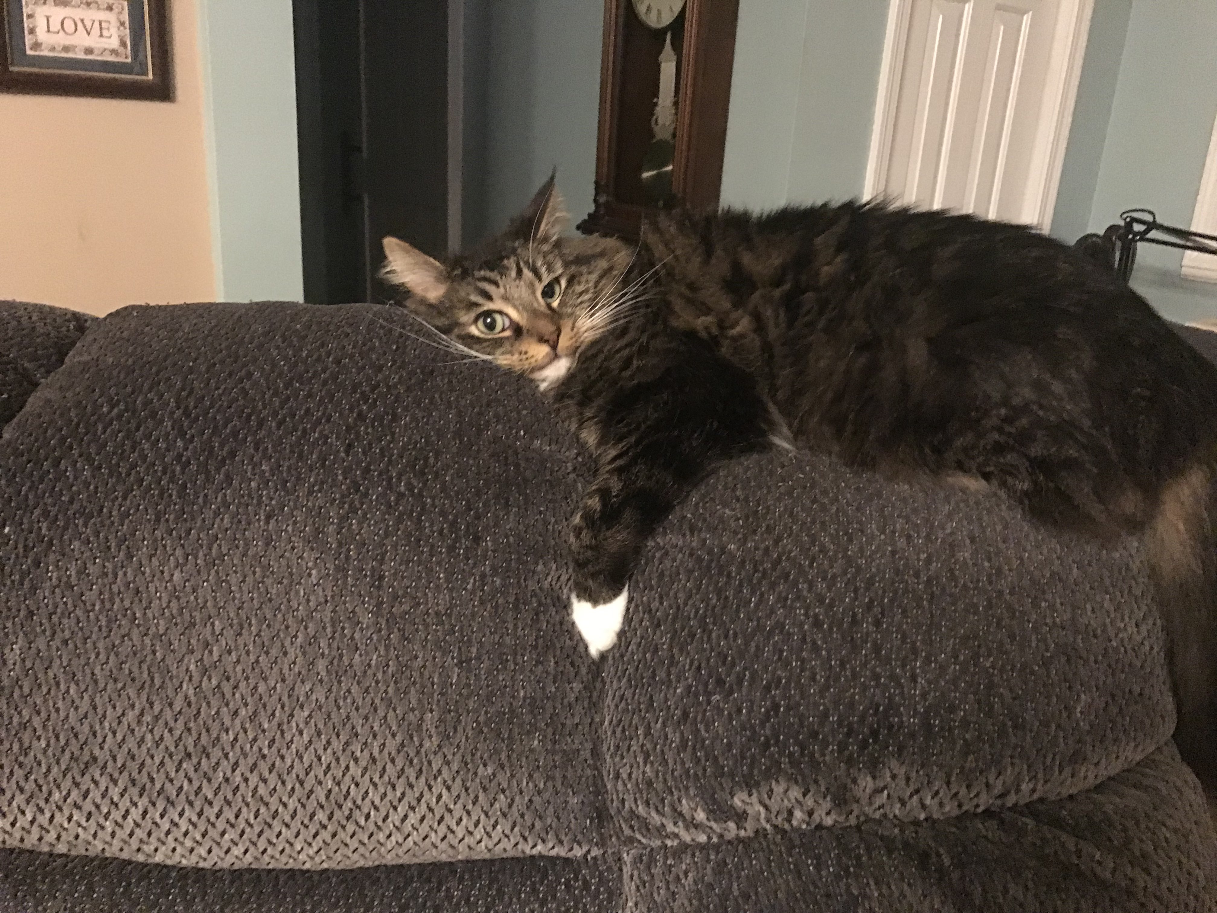 Cat 3