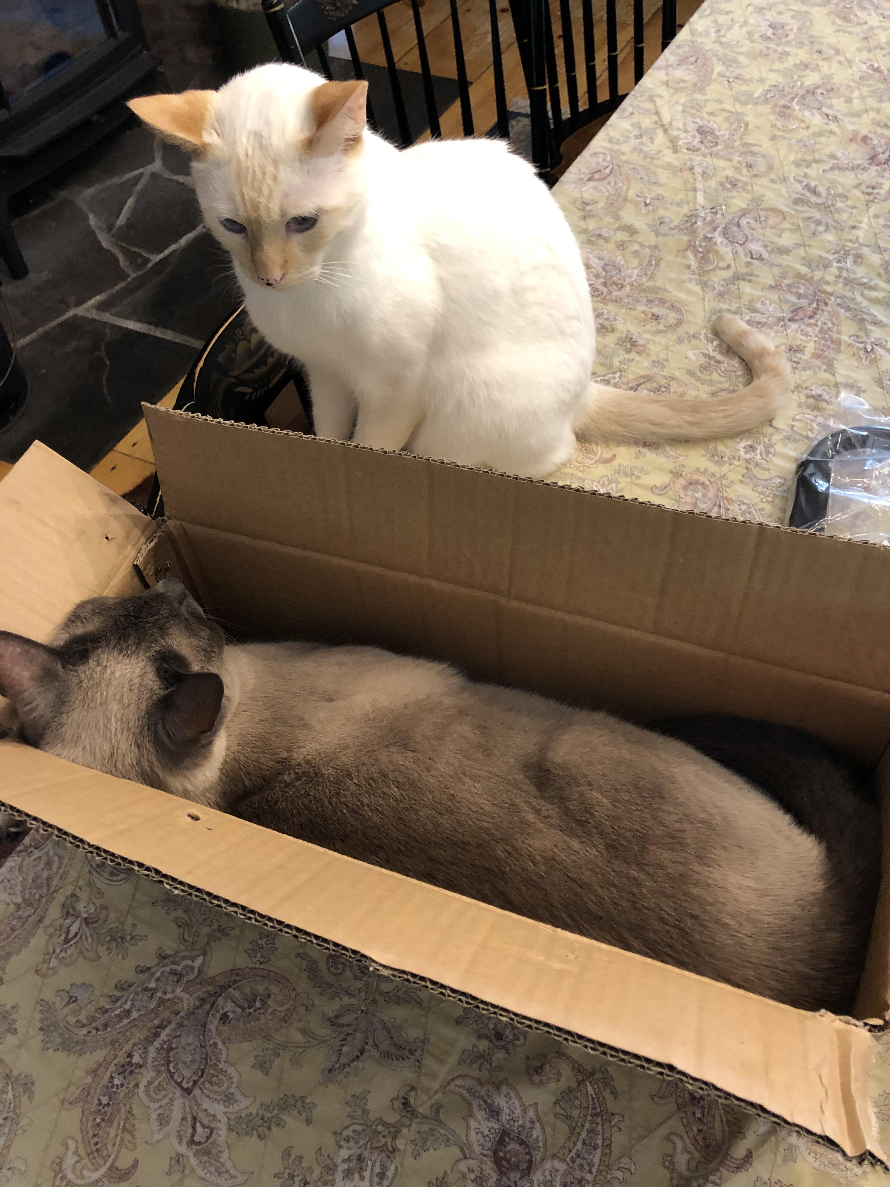 Cat 1